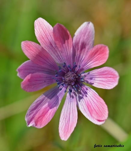 Broad-leaved anemone