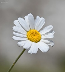 Anthemis samariensis