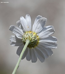 Anthemis samariensis
