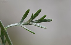 Anthemis samariensis