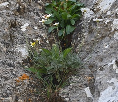 Anthemis samariensis