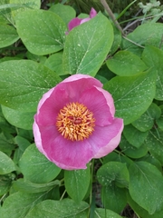 Paeonia caucasica