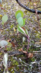Senecio ruwenzoriensis