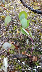 Senecio ruwenzoriensis