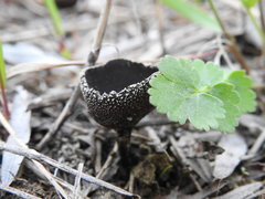Helvella corium