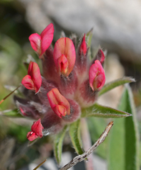 Anthyllis vulneraria rubriflora