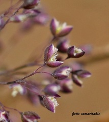 Antinoria insularis
