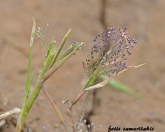 Antinoria insularis