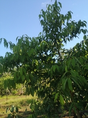 Cinnamomum verum