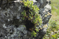 Potentilla brachypetala