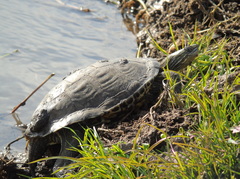 Mauremys caspica