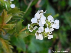 Arabis nova