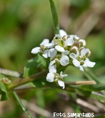 Arabis nova