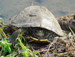 Mauremys caspica