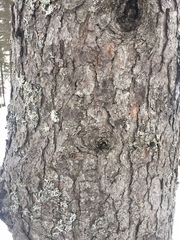 Pinus banksiana image