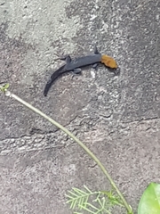 Gonatodes albogularis