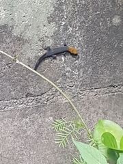 Gonatodes albogularis