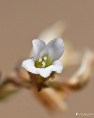 Arenaria fragillima