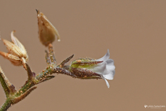 Arenaria fragillima