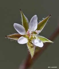 Arenaria leptoclados