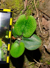 Mickelopteris cordata