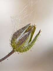 Arenaria leptoclados