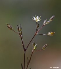 Arenaria leptoclados