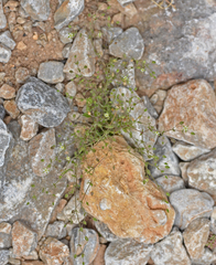 Arenaria leptoclados