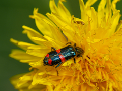 Trichodes ircutensis