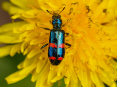 Trichodes ircutensis