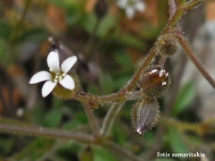 Arenaria muralis