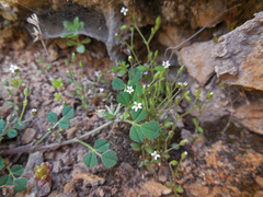 Arenaria muralis