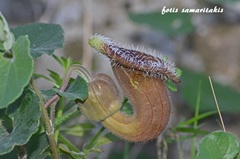 Aristolochia cretica