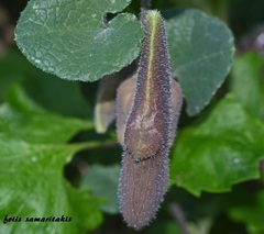 Aristolochia cretica