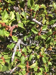 Ceanothus jepsonii