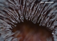 Aristolochia cretica