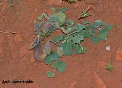 Aristolochia cretica