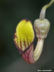 Aristolochia sempervirens