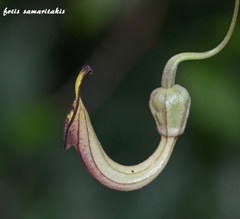 Aristolochia sempervirens