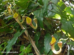 Aristolochia sempervirens