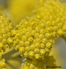 Artemisia arborescens