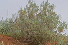 Artemisia arborescens