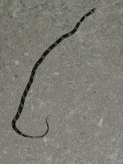 Leptodeira nigrofasciata