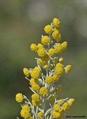 Artemisia arborescens