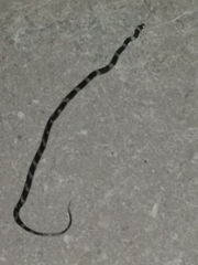 Leptodeira nigrofasciata