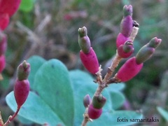 Arthrocaulon macrostachyum