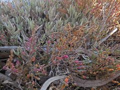 Arthrocaulon macrostachyum