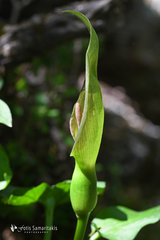 Arum cylindraceum