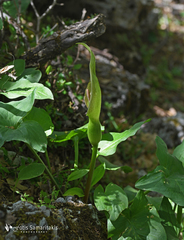 Arum cylindraceum