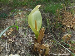 Arum concinnatum